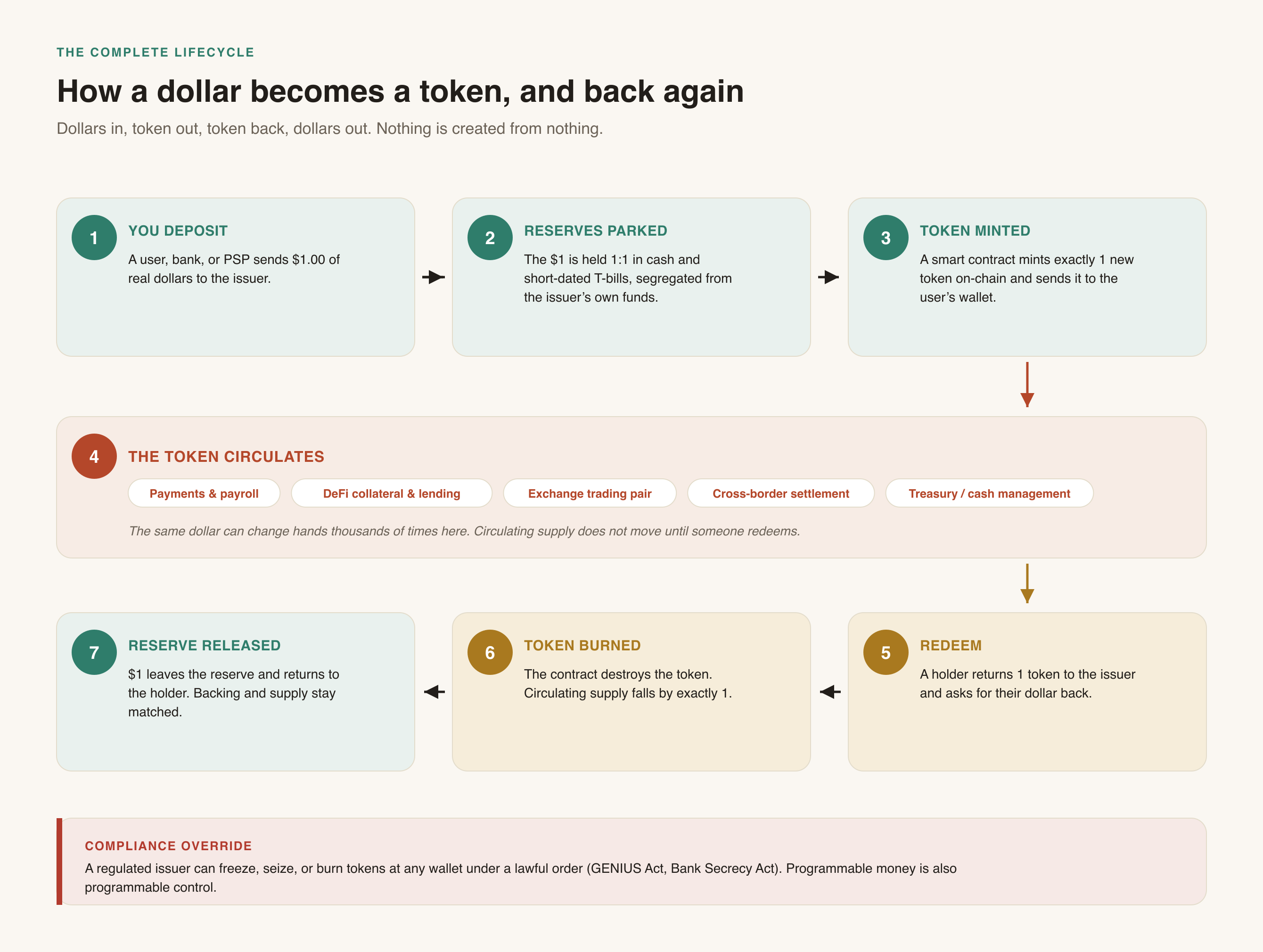 The complete lifecycle of a fiat-backed stablecoin from deposit and mint through circulation to redemption and burn